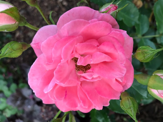 Rosen blühen